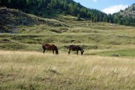 Náhorní planina Lurë - vypadá to zde jako v Rumunsku